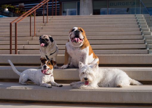creartica fotografia eventos doggie 2
