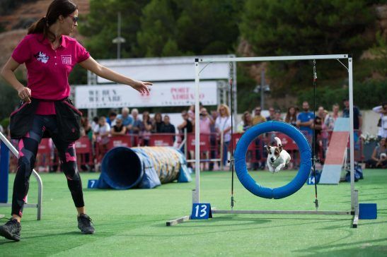 creartica fotografia eventos doggie 6
